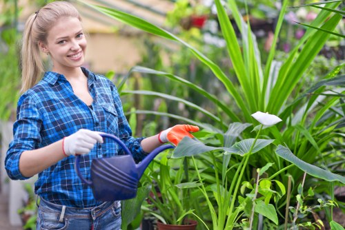 A young woman with blonde hair tied back, wearing a blue checkered shirt and protective gloves, is smiling while watering a lush garden with a blue watering can. The garden features a variety of vibrant green plants, including tall, broad-leafed foliage and smaller, leafy shrubs. In the background, there are additional potted plants and garden elements, suggesting a well-maintained outdoor space typical of residential gardens in St Johns Wood. The scene appears to be outdoors on a bright day with natural lighting highlighting the healthy, dense plant growth. The garden layout includes a mix of planting beds and possibly paved or gravel areas, indicative of professional garden maintenance services offered by Landscapers St Johns Wood, aligned with their expertise in gardening and landscaping in the area.