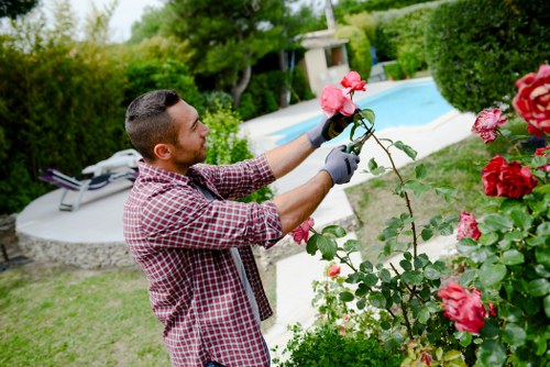 A man with short dark hair, wearing a red and white checkered shirt and grey gardening gloves, is pruning a flowering rose bush with pink blooms in a well-maintained backyard garden. The garden features a lush, green lawn bordered by neatly trimmed hedges and various shrubs. In the background, there is a rendered swimming pool with a white stone patio surrounding it, and a white lounge chair placed on the patio. The garden is enclosed with tall trees and dense foliage, providing privacy, and the scene is set on a bright, clear day with natural sunlight illuminating the space. The image captures outdoor landscaping and gardening work, indicating professional lawn and garden maintenance services aligned with local gardening needs in the St Johns Wood area.