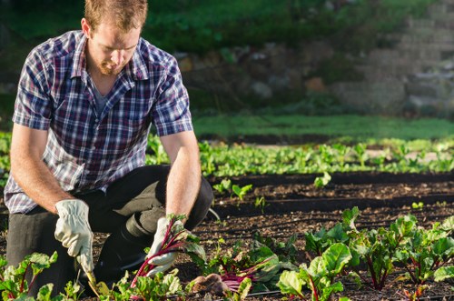 A gardener wearing a checkered short-sleeve shirt and white gardening gloves is crouched down in a garden, tending to a row of leafy vegetable plants with large green leaves and purple stems. The garden features evenly spaced vegetable beds with dark soil between them, bordered by a low stone wall and lush green trees in the background. The scene is illuminated by natural sunlight, indicating clear weather. This outdoor space reflects a well-maintained vegetable garden, supporting services such as planting, lawn care, and garden maintenance in St Johns Wood. Landscapers St Johns Wood offers professional gardening solutions suited for both residential and commercial properties in the local area, focusing on creating vibrant, productive garden spaces.