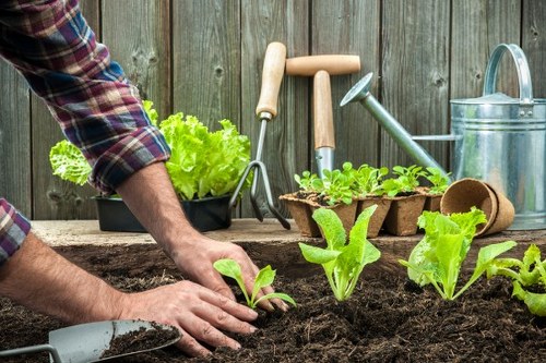 A person working in a garden with a wooden fence in the background, planting young green lettuce and other vegetables in rich, dark soil. The garden bed is bordered by wooden edges, and nearby there are gardening tools including a trowel, watering can, and seedling trays. Several potted plants and seedlings are arranged on a weathered wooden surface, indicating active gardening activity. The scene appears to be outdoors on a cloudy day, with natural light illuminating the vibrant green leaves and the textured soil. This setting illustrates typical gardening practices, suitable for outdoor landscape improvement or vegetable patch development, aligning with services offered by Landscapers St Johns Wood in the local area, such as garden planting and vegetable garden installation.