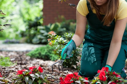 A person wearing a yellow top and teal gardening apron, kneeling on a garden bed in a residential outdoor space in St Johns Wood, London, actively tending to vibrant red flowering plants with green foliage. The garden features a well-maintained lawn area with dense, lush grass in the foreground, bordered by a neatly edged flower bed containing healthy, blooming plants. Behind the flower bed, there are various shrubs and small trees adding natural height and depth to the landscape. The background includes a brick wall and additional greenery, suggesting a private garden environment typical of homes in the St Johns Wood area. The lighting indicates a bright, clear day, with natural sunlight enhancing the vivid colours of the flowers and foliage. This scene reflects professional gardening and landscaping practices aimed at maintaining attractive outdoor spaces, consistent with services offered by Landscapers St Johns Wood.
