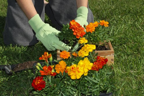 A person wearing light green gardening gloves is planting or tending to a bed of vibrant marigold flowers in shades of yellow, orange, and red. The garden area features a well-maintained lawn with lush, green grass surrounding the flower bed. In the background, there is a wooden garden border or edging that encloses the flower patch, and a garden tool is partially visible on the grass nearby. The scene appears to be taking place outdoors during daytime with natural lighting, possibly in a residential garden in the St Johns Wood area, reflecting professional gardening services provided by Landscapers St Johns Wood. The focus is on the detailed textures of the flowers, the greenery of the foliage, and the neat arrangement of the flower bed within a tidy landscaped yard, emphasizing careful planting and outdoor aesthetic maintenance typical of local garden care.