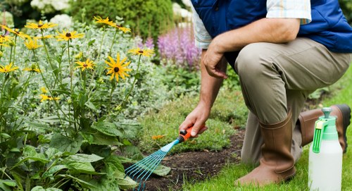 A person kneeling on a well-maintained lawn in a suburban garden during daylight hours, wearing a blue work shirt and brown rubber boots, using a small hand rake on the soil beside a flower bed. The garden features a neatly trimmed grass lawn bordered by a variety of flowering plants and shrubs, including yellow daisy-like flowers, with a hedge and some taller purple and green plants in the background. The scene is set outdoors in natural light, showcasing the landscaped yard's clean and organized appearance, consistent with gardening and lawn care services provided by Landscapers St Johns Wood, located near NW3 postcode, creating an inviting and well-kept outdoor environment.