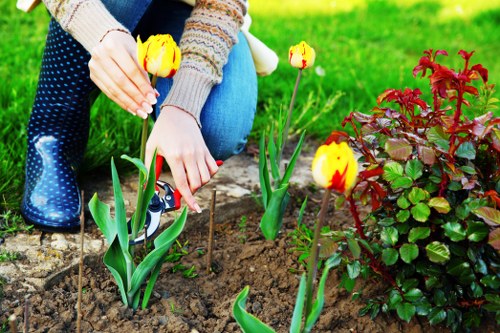Gardener using electric trimmers for precise hedge shaping