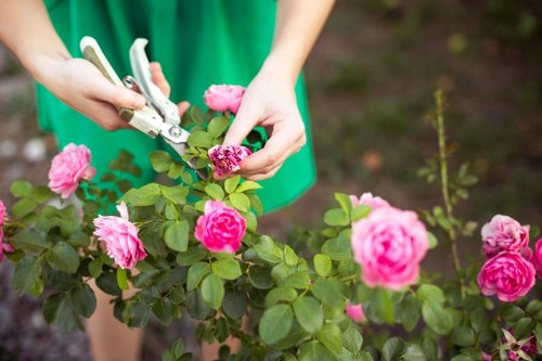 A person wearing a green garment is trimming a flowering rose bush in a garden, using garden pruning shears to cut back the pink blooms and green foliage. The bush is situated in a well-maintained outdoor space with a variety of garden elements visible in the background, including additional plants and a soil bed. The scene is captured during daylight with natural lighting, suggesting a mild, temperate weather condition typical of the St John's Wood area in London. The garden features a mix of lush, dense foliage and vibrant flowers, highlighting the importance of professional gardening services by Landscapers St Johns Wood in maintaining healthy and attractive outdoor environments. The arrangement of the rose bush along with other garden plantings indicates thoughtful landscaping design, suitable for residential gardens in the local area, emphasizing horticultural care, pruning, and garden maintenance activities.