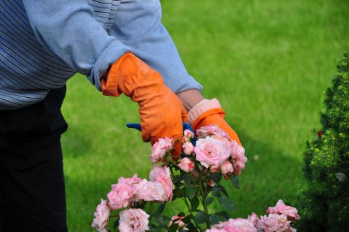 A person wearing blue long-sleeved clothing and orange gardening gloves is shown pruning or tending to a cluster of pink flowering shrubs in a well-maintained garden. The garden features a lush green lawn in the foreground, with the flowering bushes positioned near the edge of the grass. In the background, there are neatly trimmed hedges and possibly small trees, contributing to an organized and landscaped outdoor space typical of residential gardens in St Johns Wood. The scene is outdoors, with natural daylight illuminating the vibrant colors of the blossoms and the greenery. This image reflects professional gardening and landscaping activities, aligning with services offered by companies like Landscapers St Johns Wood, who specialise in garden maintenance and plant care in the local area.