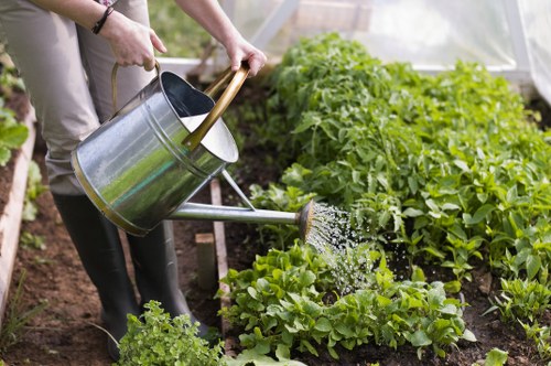 The image shows a person watering a vegetable garden with a galvanized metal watering can, held with both hands. The garden features lush green leafy vegetables, possibly lettuce or similar, growing in rich, dark soil. The plants are densely planted, and the soil appears well-maintained and free of weeds. In the background, there are taller plants that could be tomato bushes or other shrubs, with dense foliage extending upward. The scene is set outdoors in natural daylight, under a cloudy sky, providing gentle diffuse lighting. The garden is situated in a semi-enclosed outdoor space, likely part of a residential back garden or allotment in St Johns Wood. This setting reflects well-managed, eco-friendly gardening practices that a professional landscapers service like Landscapers St Johns Wood may support, emphasizing healthy plant growth and outdoor care. The overall scene is peaceful and well-organised, with a focus on outdoor horticultural activity appropriate for a landscaped garden in London.