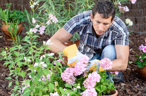 A man crouching in a garden bed actively pruning and caring for pink flowering plants, with various green foliage, flowering bushes, and potted plants in the background. The garden features a mix of lush green grass, soil, and ornamental flower beds, indicating ongoing garden maintenance typical of landscaping or gardening services in St Johns Wood. The scene suggests a well-kept outdoor space in a residential garden, with natural light illuminating the plants and the man focused on precise trimming. This image reflects professional gardening activities associated with lawn and garden care, possibly handled by companies like Landscapers St Johns Wood, and highlights a typical landscaped outdoor environment in northwest London.